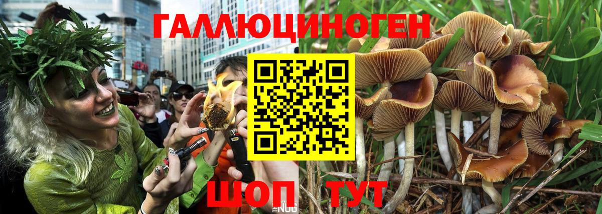 Псилоцибиновые грибы GOLDEN TEACHER  Вход с VPN  Шуя 