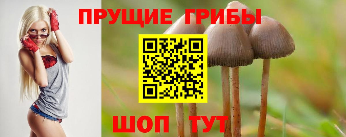 Псилоцибиновые грибы Psilocybe Шуя